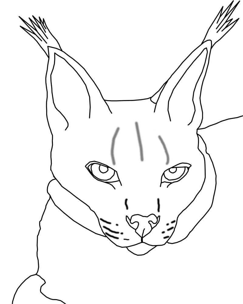 Coloriage lynx