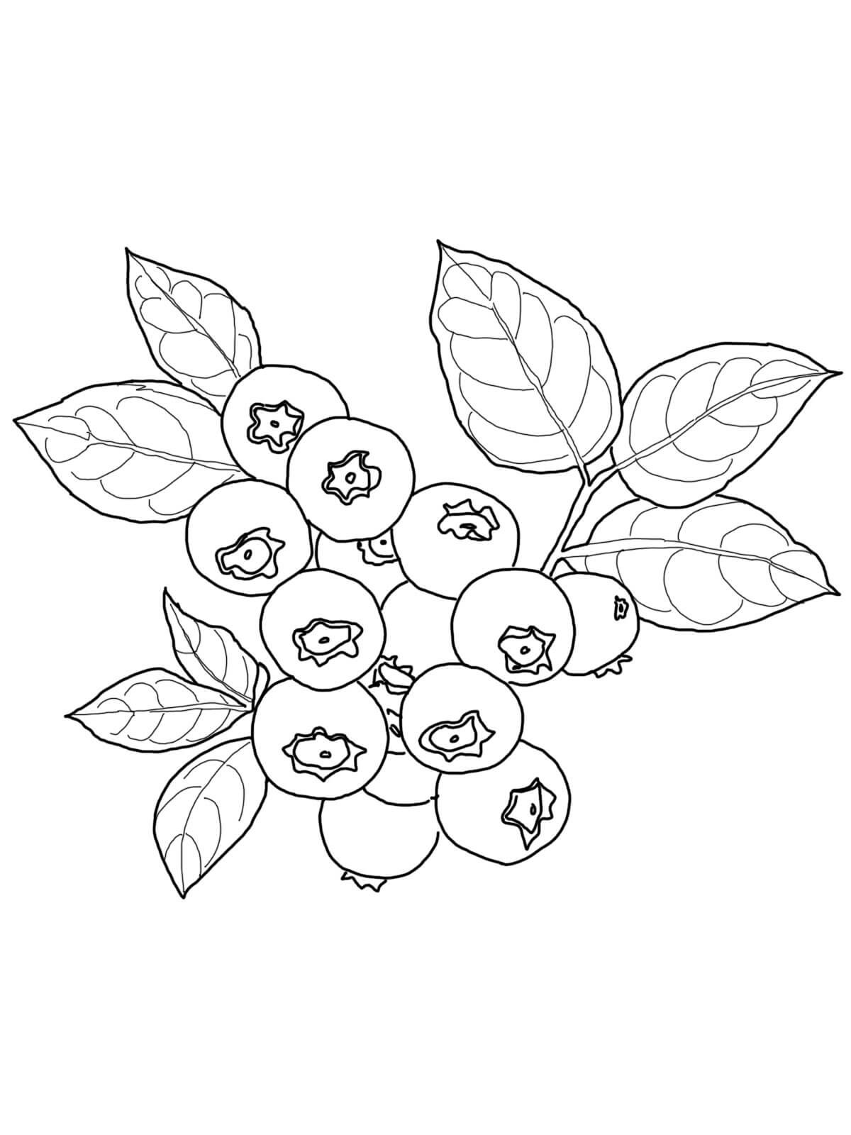 Blueberry coloring page
