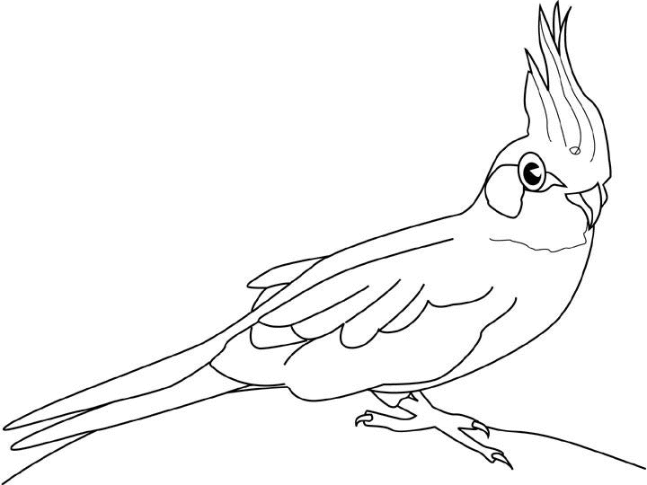 Budgie coloring page