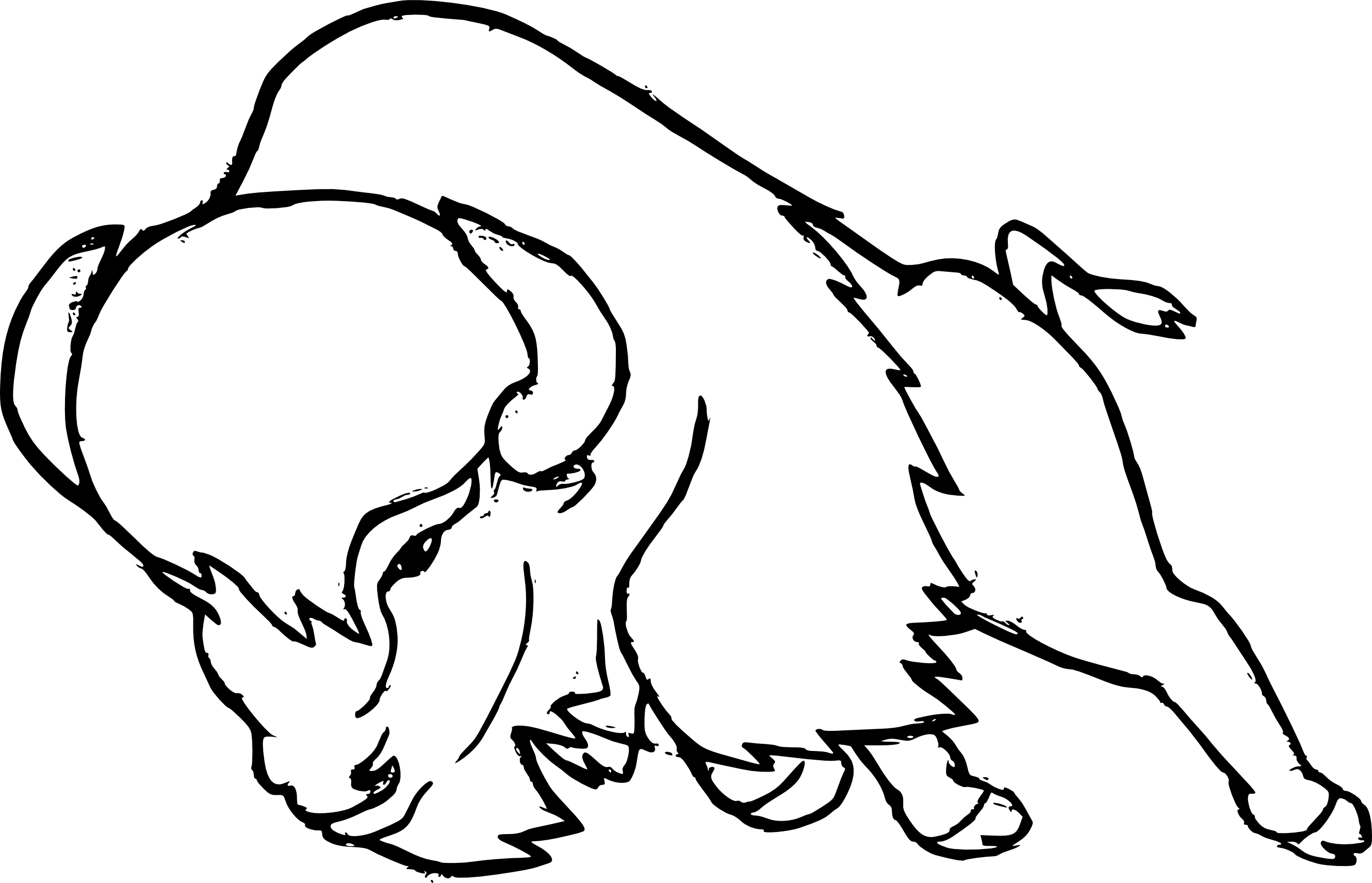 Bison drawing and coloring page