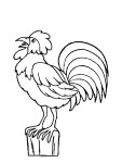 Rooster drawing and coloring page