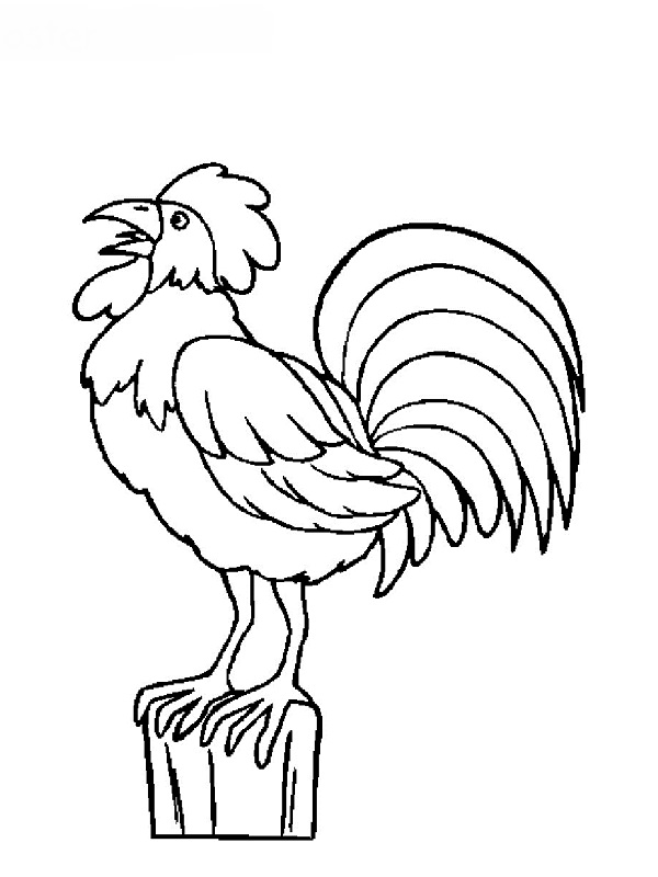 Rooster drawing and coloring page