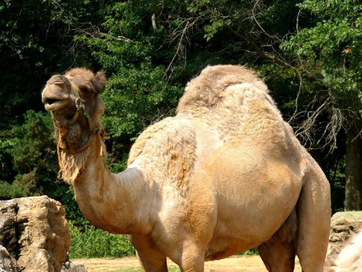 Free Dromedary