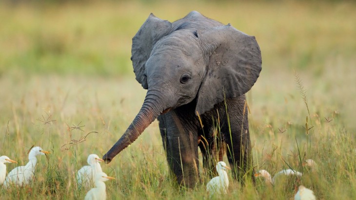 Disegno di Elefante bambino da colorare