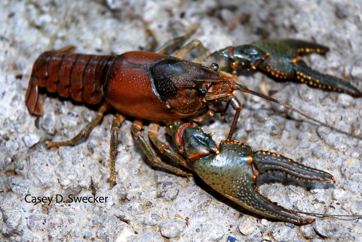 Langouste