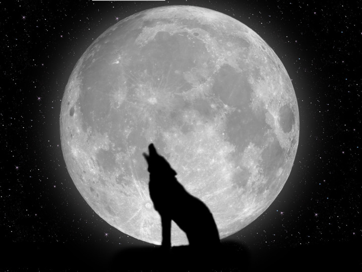 Loup pleine lune