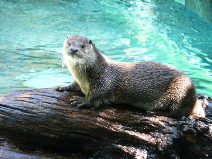 Loutre