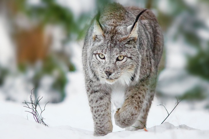 Disegno di Lince da colorare