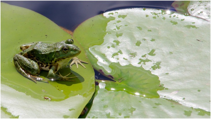 Nenuphar Leaf And Frog