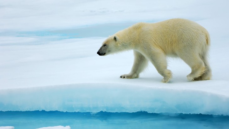 Disegno di Orso polare da colorare