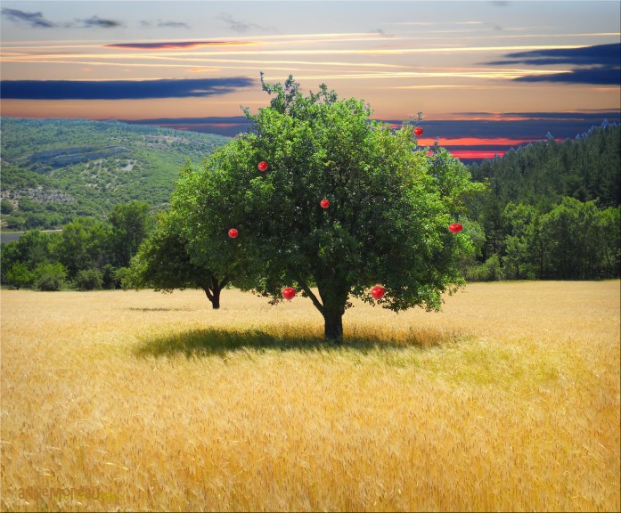 Disegno di Albero di mele da colorare