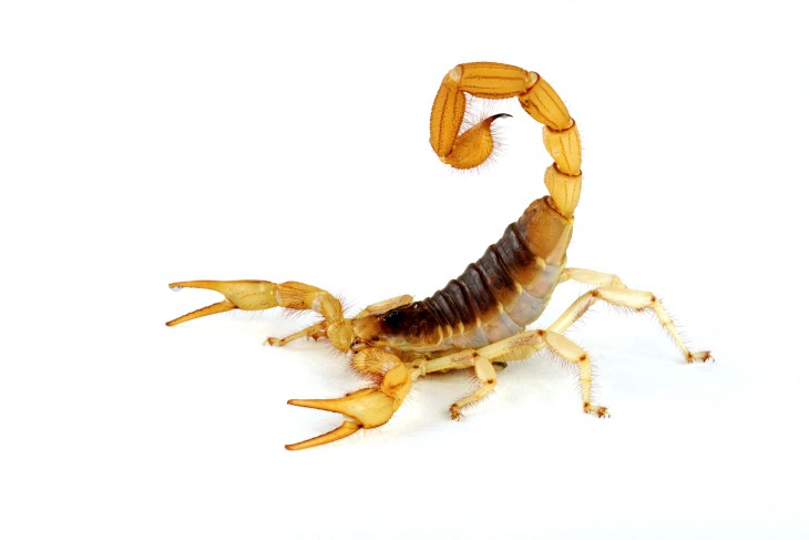 Scorpion