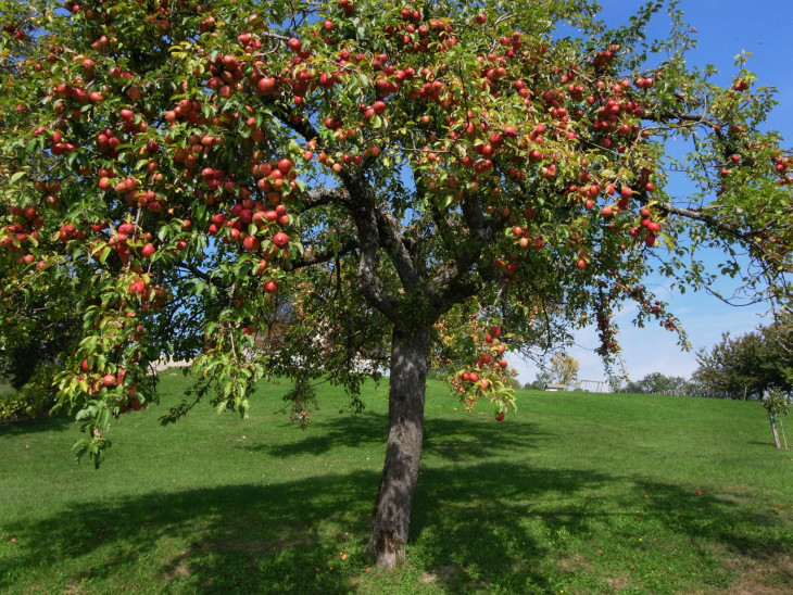 Arbre pommier