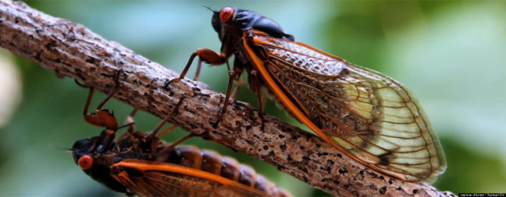 Cicada