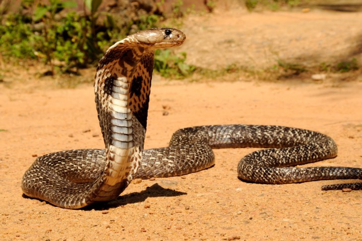 Disegno di Cobra da colorare