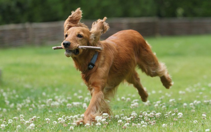 Disegno di Cane Cocker Spaniel da colorare