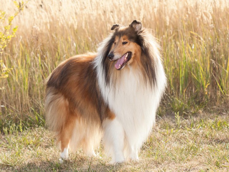 Collie Dog