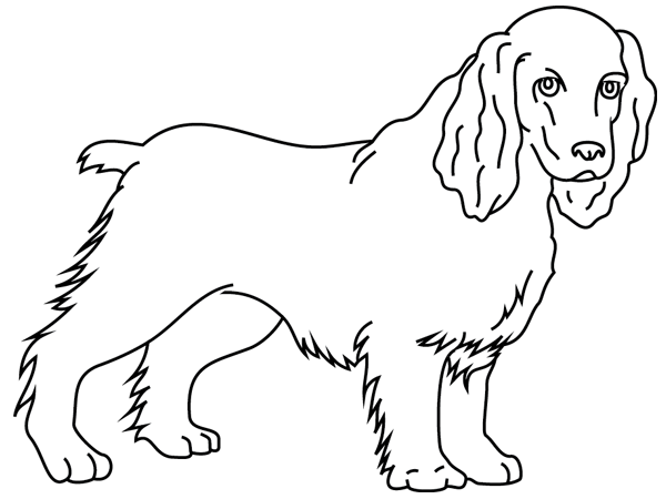 Disegno di Cane Cocker Spaniel da colorare