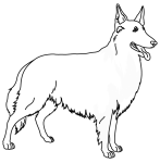 Collie Dog coloring page