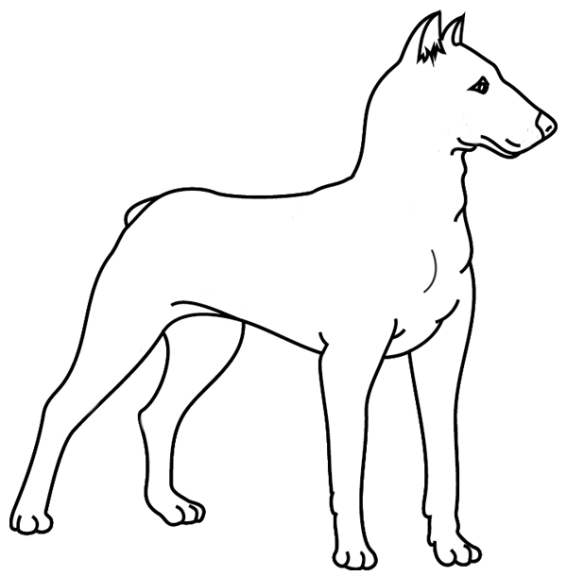 Coloriage chien doberman