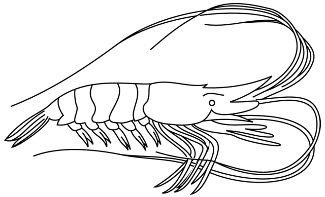 Shrimp coloring page