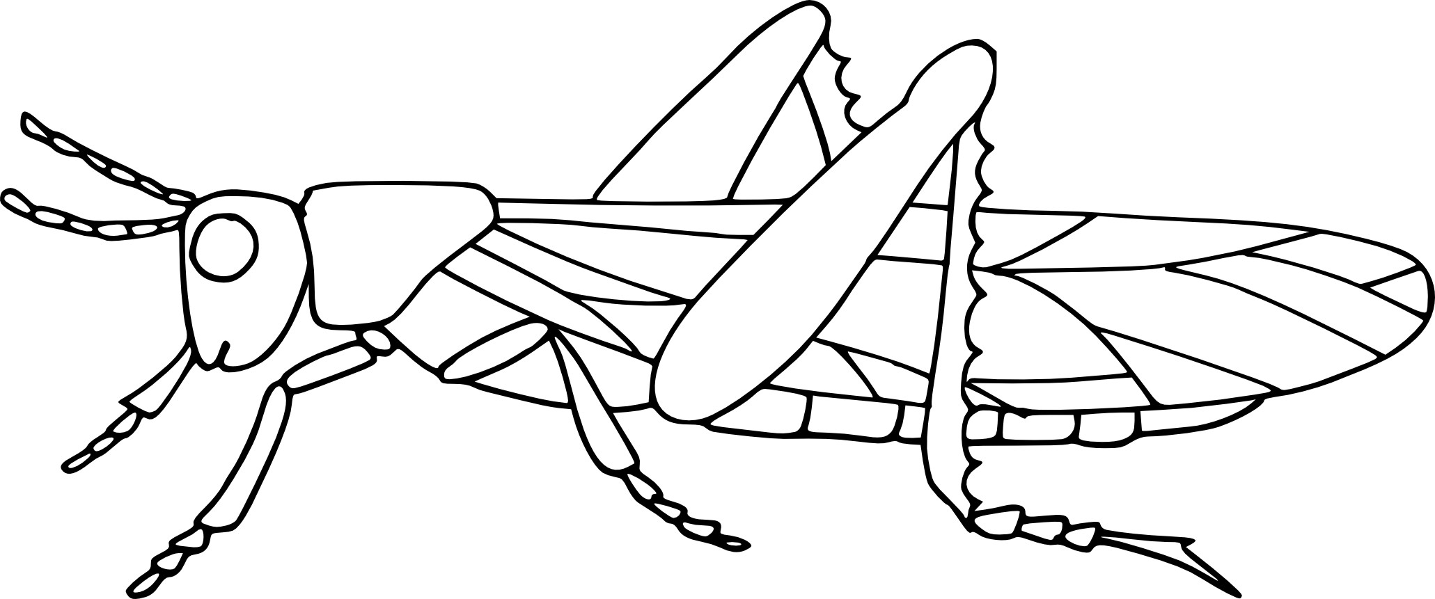 Cricket coloring page