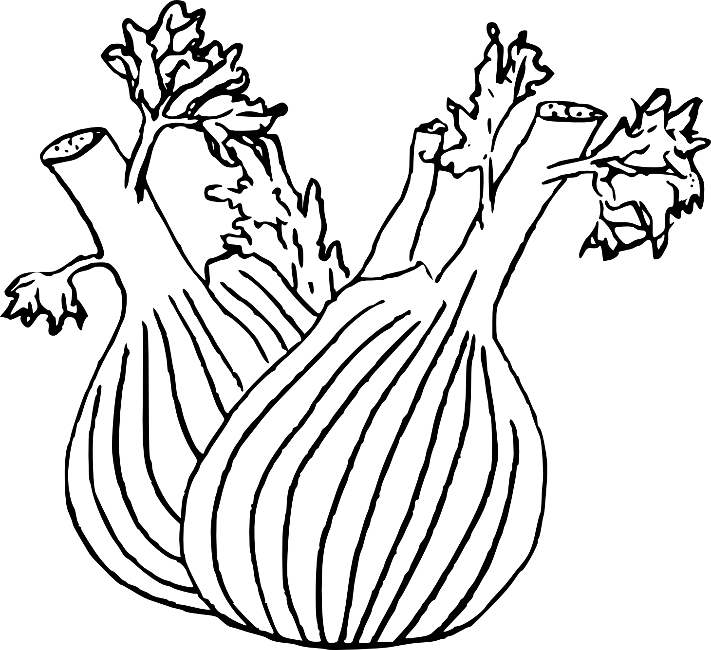 Fennel coloring page