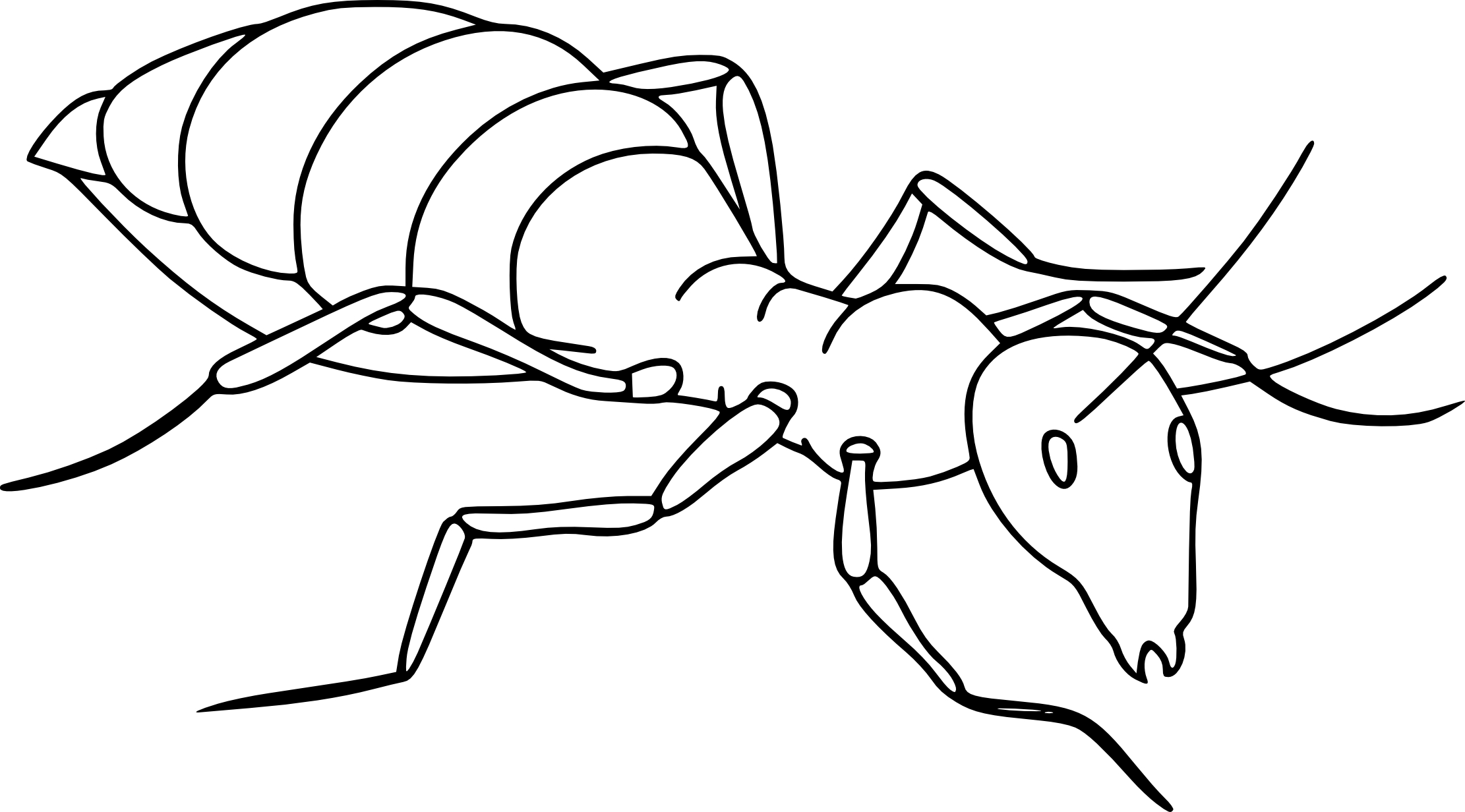 Ant coloring page