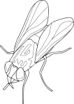 Coloriage mouche