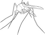 Mosquito coloring page