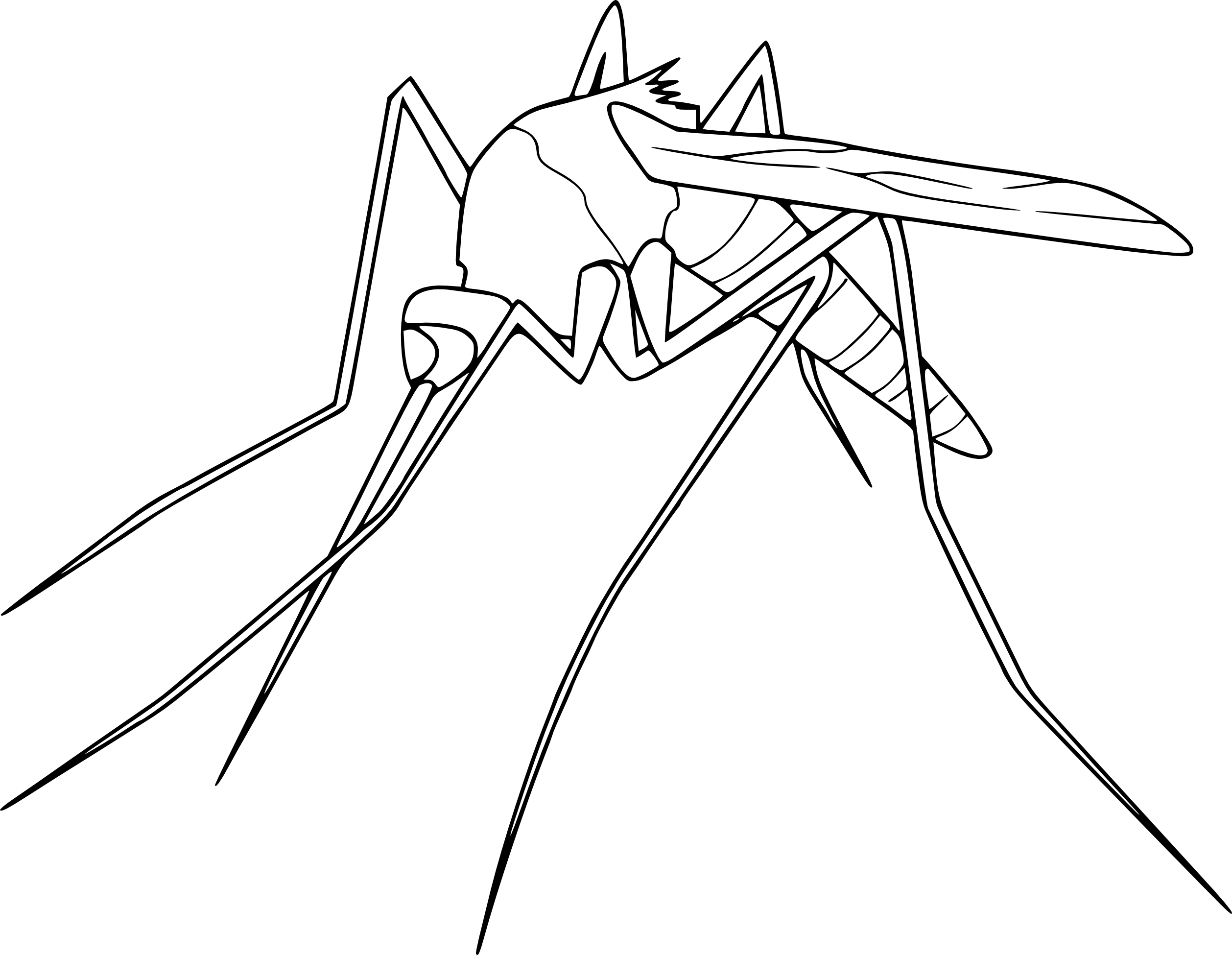 Mosquito coloring page