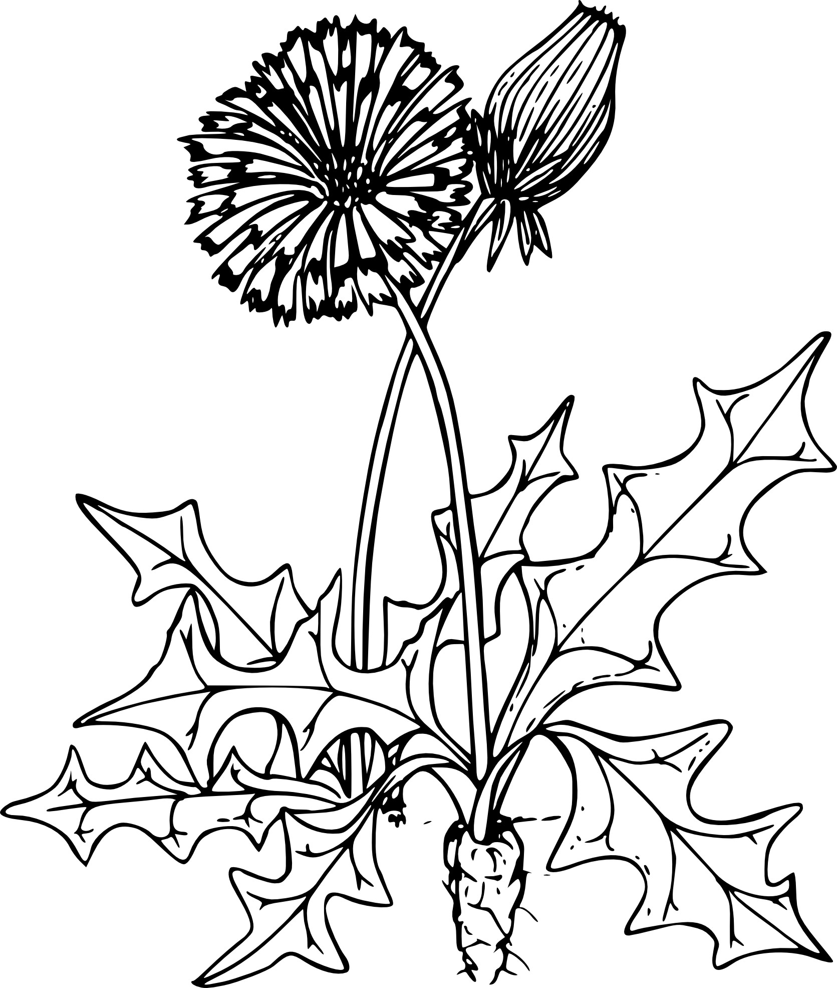 Dandelion coloring page