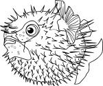 Sunfish coloring page