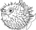 Coloriage poisson lune