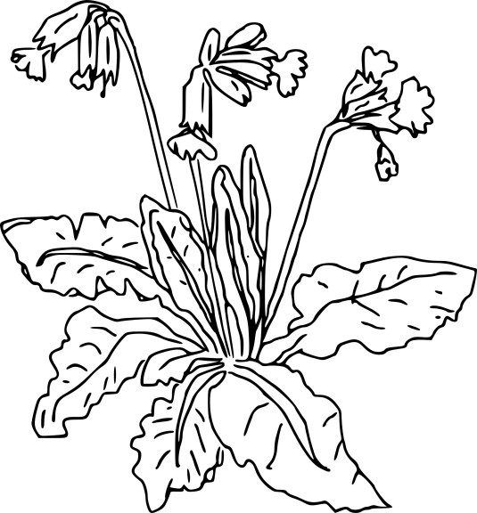 Primevere coloring page