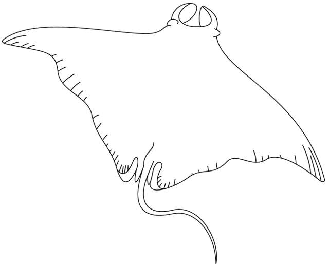 Disegno di Manta Ray da colorare