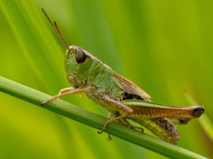 Disegno di Il cricket da colorare