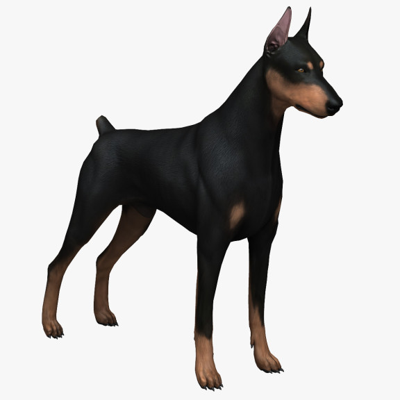 Disegno di Cane dobermann da colorare