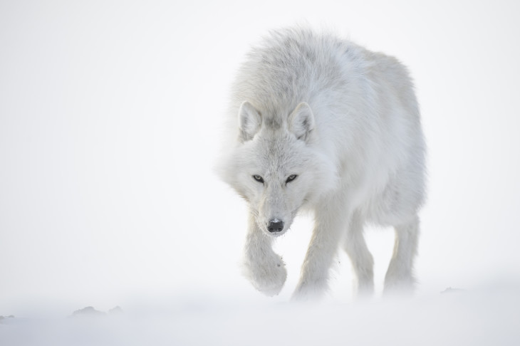 Loup arctique