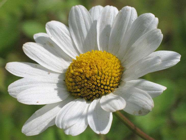 Marguerite