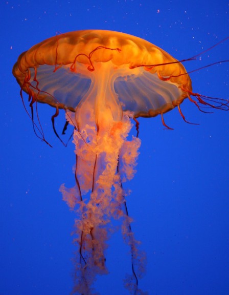 Disegno di Medusa da colorare