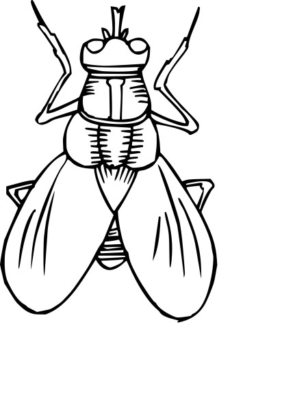 Fly drawing and coloring page - free printable coloring pages on 