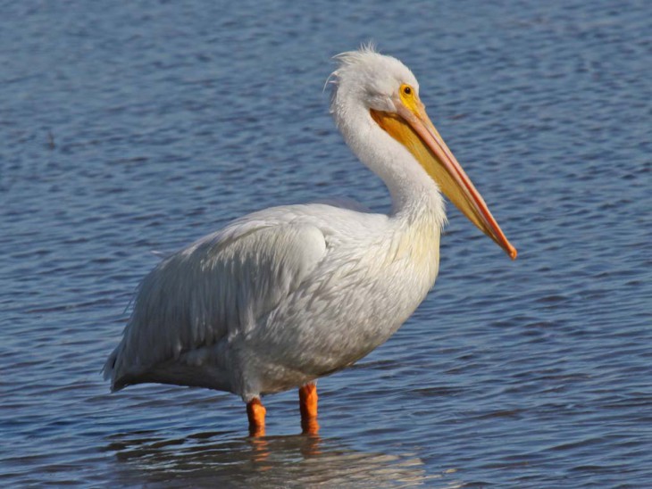 Pelican