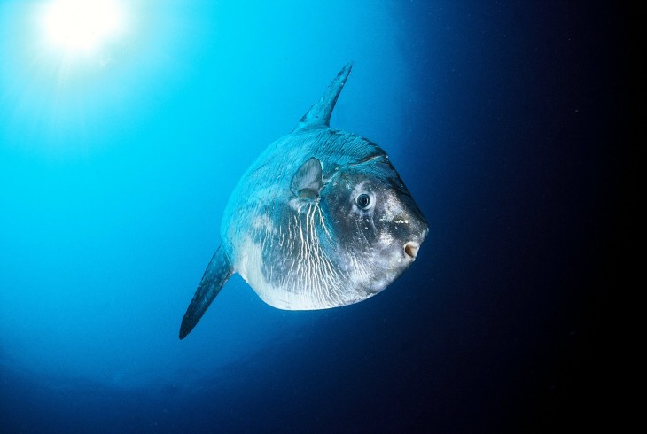 Sunfish