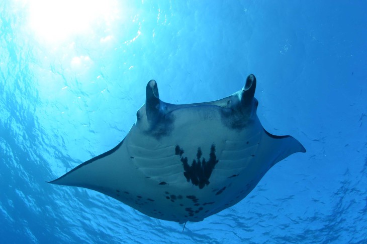 Disegno di Manta Ray da colorare