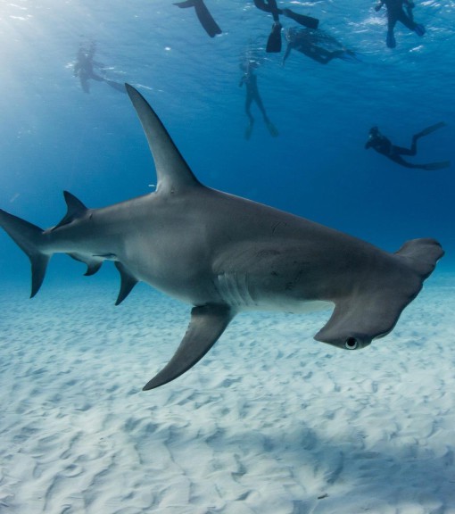 Hammerhead Shark