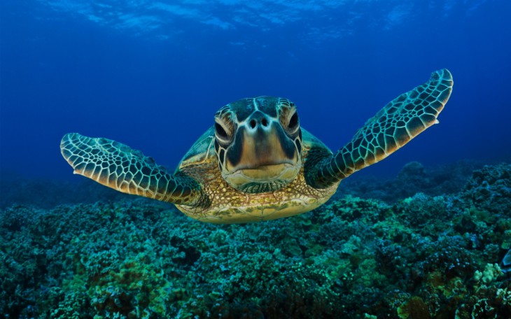 Sea Turtle