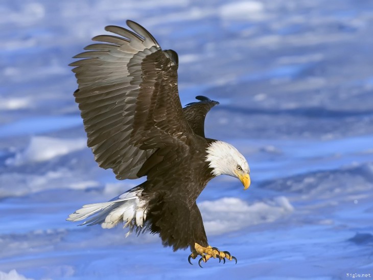 Eagle