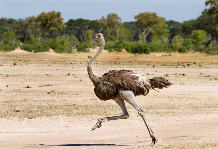 Short Ostrich