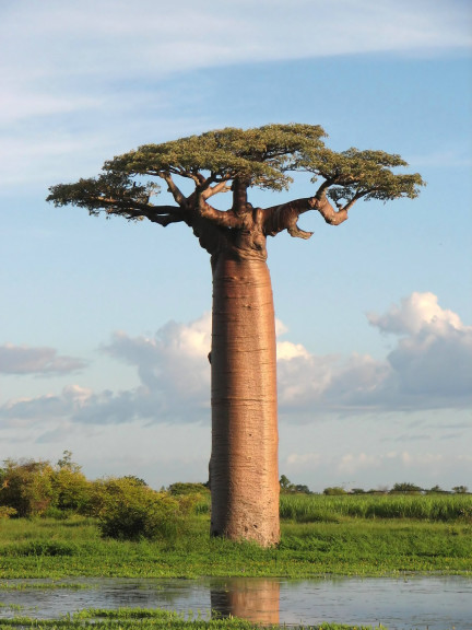 Disegno di Albero di baobab da colorare
